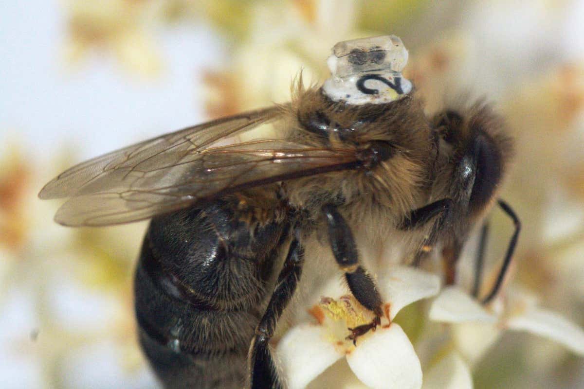 Una abeja con el sensor adjunto